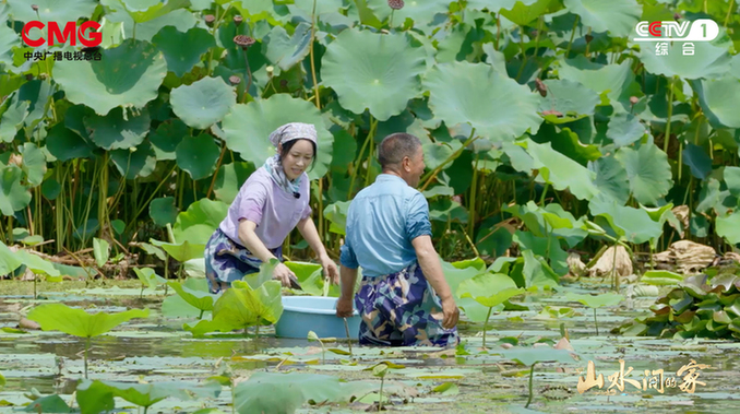 沉浸式打卡江南水乡 《山水间的家》邂逅新时代乡村的诗与远方